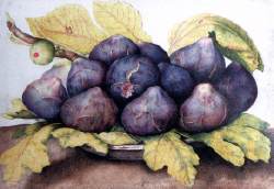 figs2.jpeg