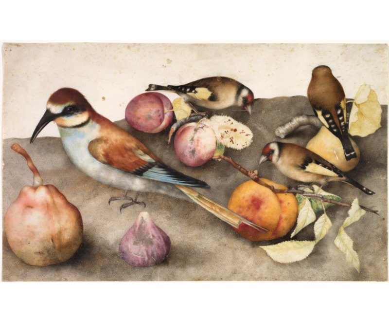 birds and fruit.png