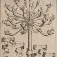 Flora, ouero, Cultura di fiori